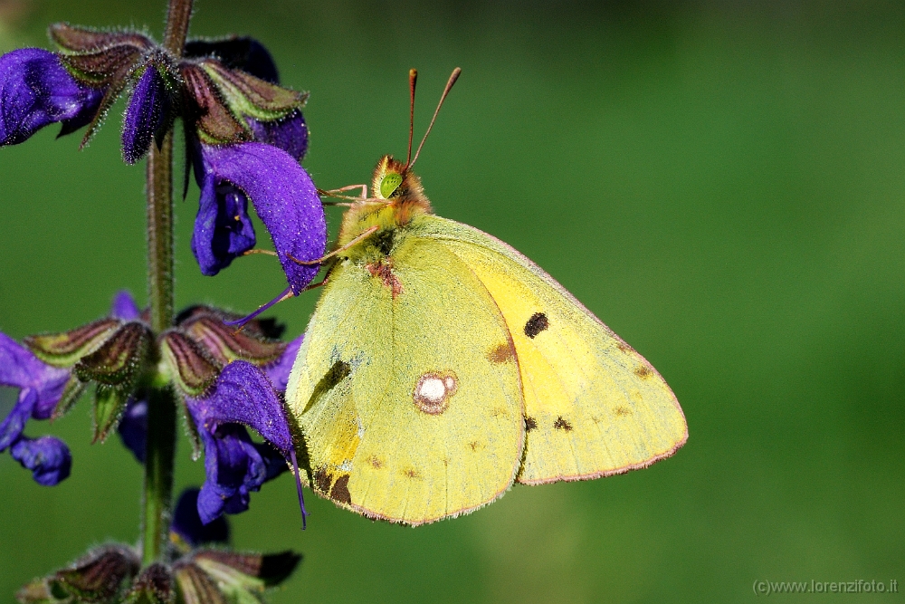 03878 Colias croceus.jpg